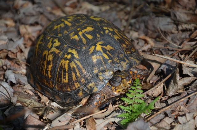 Eastern+Box+Turtle (<I>Terrapene carolina</I>), Stone Mountain State Park, North Carolina, United States