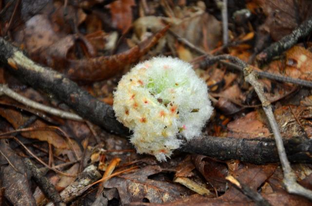 Wool+Sower+Gall+Maker%2C+Pink+Polka-dotted+Pom-pom+Gall (<I>Callirhytis seminator</I>), Stone Mountain State Park, North Carolina, United States