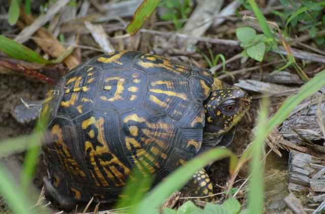 Eastern+Box+Turtle (<I>Terrapene carolina</I>), Stone Mountain State Park, North Carolina, United States