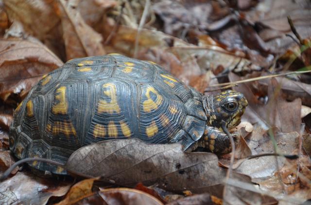 Eastern+Box+Turtle (<I>Terrapene carolina</I>), Stone Mountain State Park, North Carolina, United States