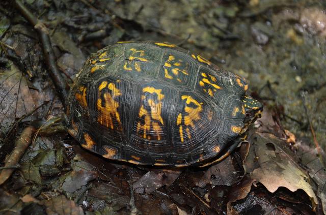 Eastern+Box+Turtle (<I>Terrapene carolina</I>), Stone Mountain State Park, North Carolina, United States