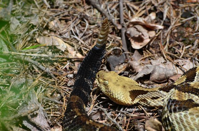 Timber+Rattlesnake (<I>Crotalus horridus</I>), Stone Mountain State Park, North Carolina, United States