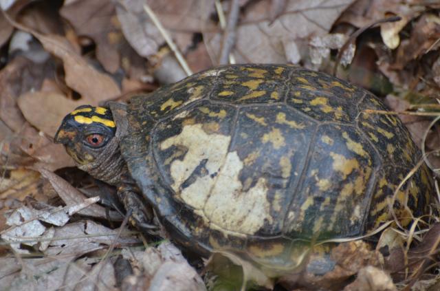 Eastern+Box+Turtle (<I>Terrapene carolina</I>), Stone Mountain State Park, North Carolina, United States