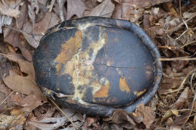 Eastern+Box+Turtle (<I>Terrapene carolina</I>), Stone Mountain State Park, North Carolina, United States