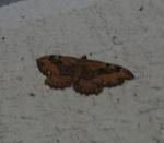 Rheumaptera meadii
