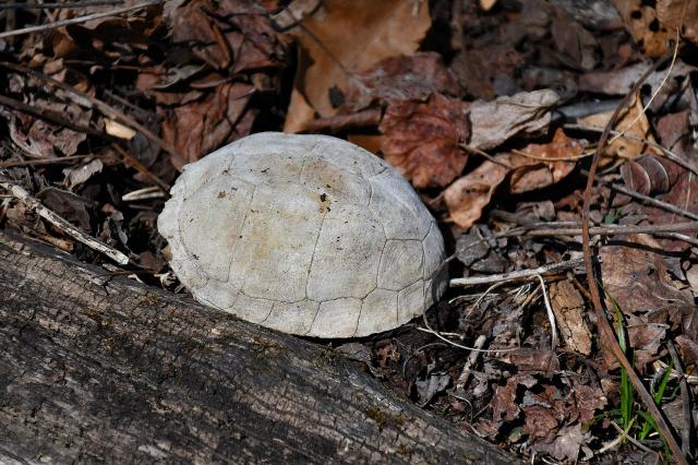 Eastern+Box+Turtle (<I>Terrapene carolina</I>), Stone Mountain State Park, North Carolina, United States