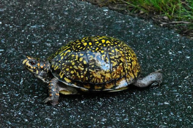 Eastern+Box+Turtle (<I>Terrapene carolina</I>), Stone Mountain State Park, North Carolina, United States