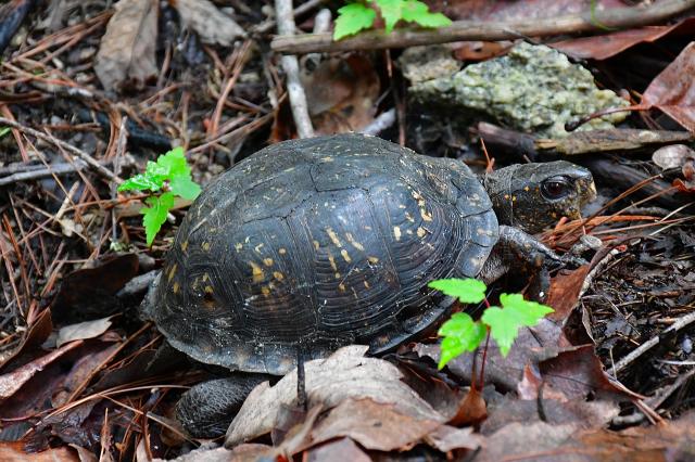 Eastern+Box+Turtle (<I>Terrapene carolina</I>), Stone Mountain State Park, North Carolina, United States