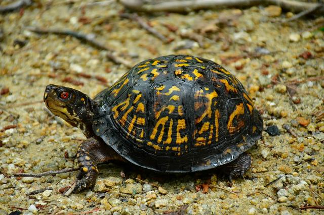 Eastern+Box+Turtle (<I>Terrapene carolina</I>), Stone Mountain State Park, North Carolina, United States