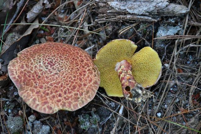 Painted+Suillus (<I>Suillus pictus</I>), Stone Mountain State Park, North Carolina, United States
