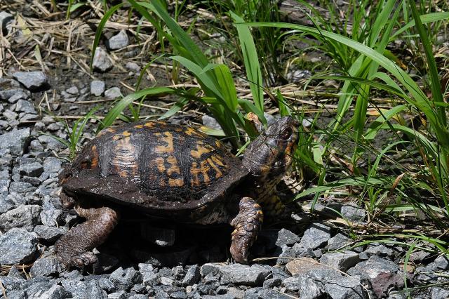 Eastern+Box+Turtle (<I>Terrapene carolina</I>), Stone Mountain State Park, North Carolina, United States