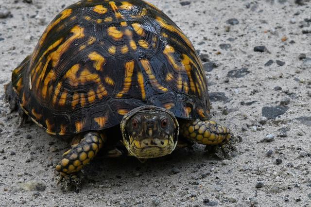 Eastern+Box+Turtle (<I>Terrapene carolina</I>), Stone Mountain State Park, North Carolina, United States