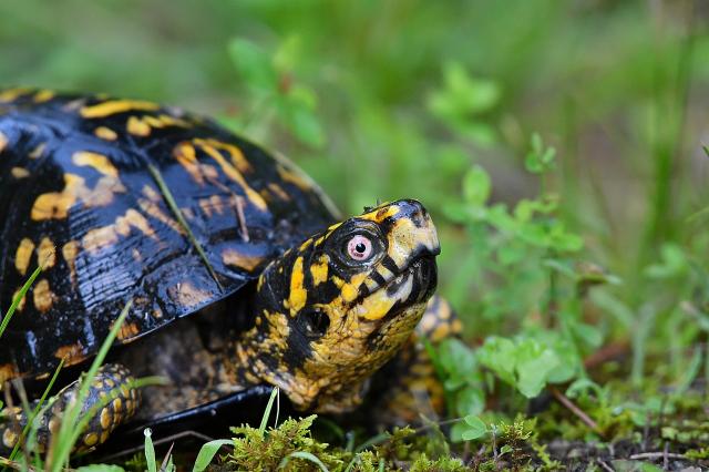 Eastern+Box+Turtle (<I>Terrapene carolina</I>), Stone Mountain State Park, North Carolina, United States