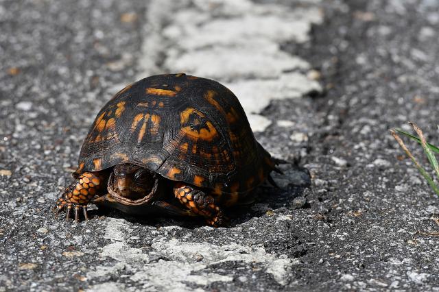 Eastern+Box+Turtle (<I>Terrapene carolina</I>), Stone Mountain State Park, North Carolina, United States