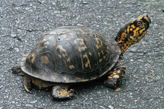 Eastern+Box+Turtle (<I>Terrapene carolina</I>), Stone Mountain State Park, North Carolina, United States