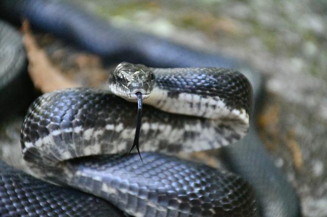 Central%2FEastern+Ratsnake+Complex (<I>Pantherophis alleghaniensis-quadrivittatus</I>), Stone Mountain State Park, North Carolina, United States
