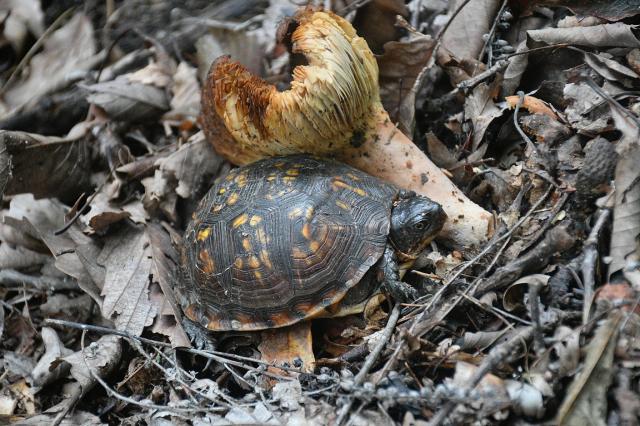 Eastern+Box+Turtle (<I>Terrapene carolina</I>), Stone Mountain State Park, North Carolina, United States