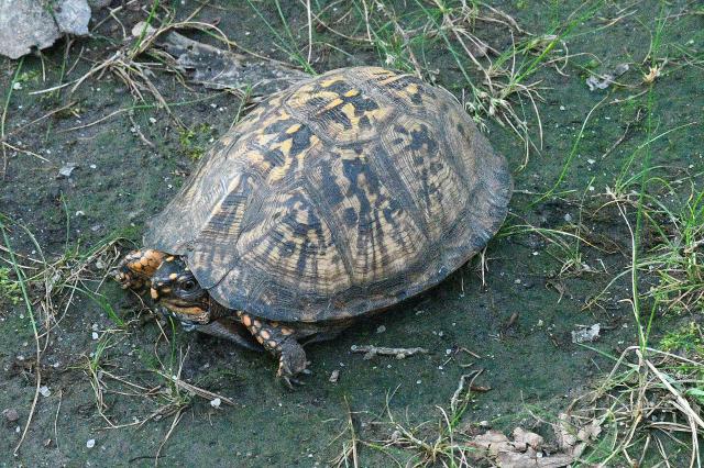 Eastern+Box+Turtle (<I>Terrapene carolina</I>), Stone Mountain State Park, North Carolina, United States