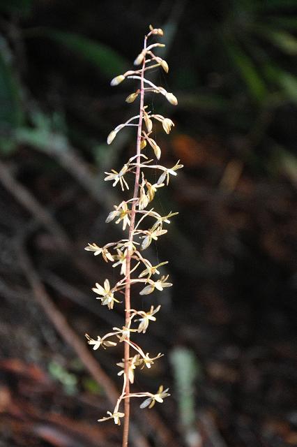 Cranefly+Orchid (<I>Tipularia discolor</I>), Stone Mountain State Park, North Carolina, United States