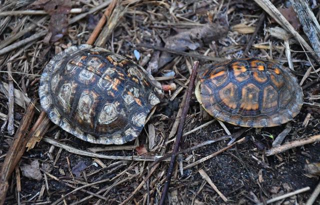 Eastern+Box+Turtle (<I>Terrapene carolina</I>), Stone Mountain State Park, North Carolina, United States