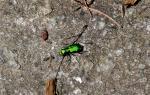 Cicindela sexguttata