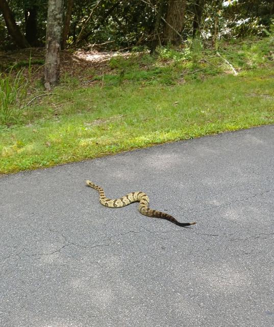 Timber+Rattlesnake (<I>Crotalus horridus</I>), Stone Mountain State Park, North Carolina, United States
