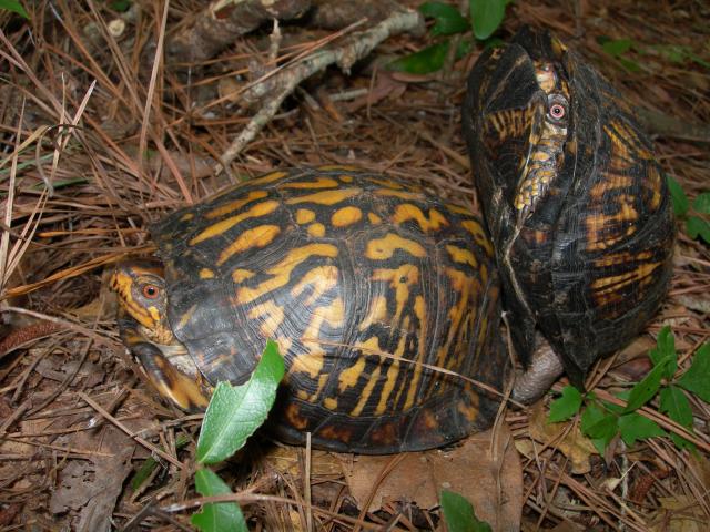 Eastern+Box+Turtle (<I>Terrapene carolina</I>), Theodore Roosevelt State Natural Area, North Carolina, United States