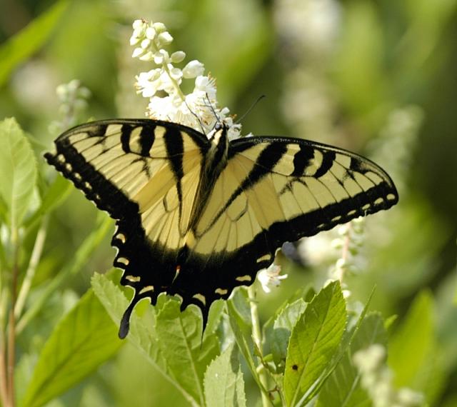 Eastern+Tiger+Swallowtail (<I>Papilio glaucus</I>), Weymouth Woods-Sandhills Nature Preserve, North Carolina, United States