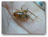 Ceuthophilus walkeri