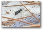 Cicindelidia abdominalis