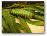 Hyalophora cecropia