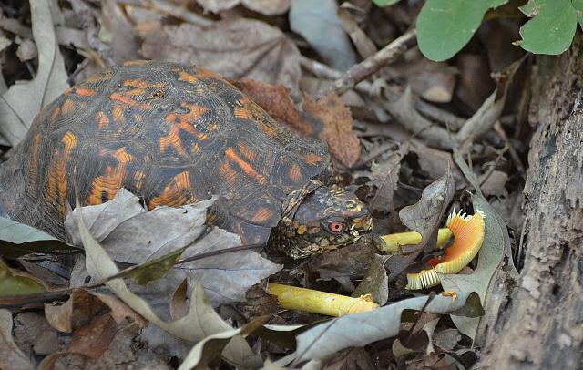 Eastern+Box+Turtle (<I>Terrapene carolina</I>), William B. Umstead State Park, North Carolina, United States