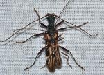 Leptorhabdium pictum
