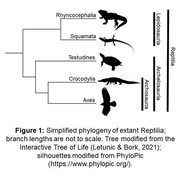 Phylogeny of Reptilia
