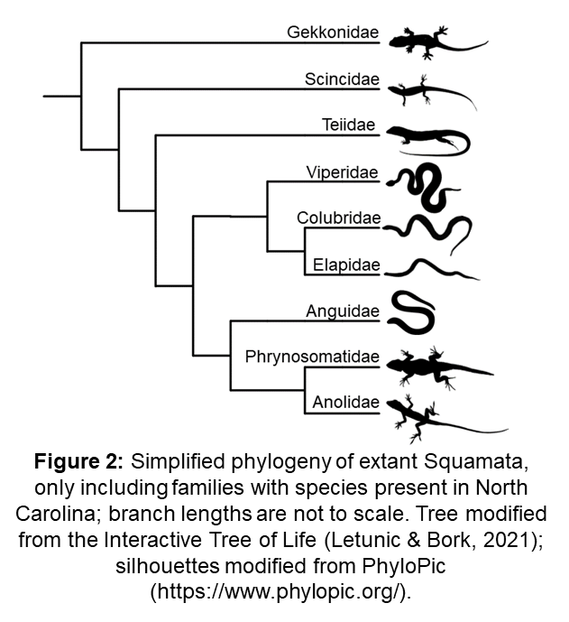 Phylogeny of Squamata