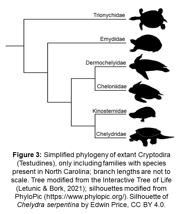 Phylogeny of Testudines