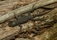 Sceloporus undulatus