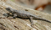 Sceloporus undulatus