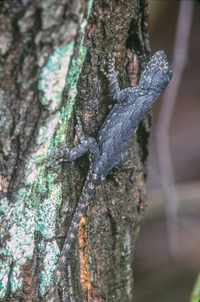 Sceloporus undulatus