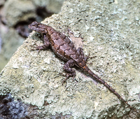 Sceloporus undulatus