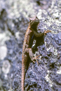 Sceloporus undulatus