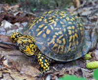 Terrapene carolina