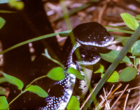 Pantherophis alleghaniensis-quadrivittatus