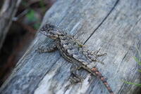Sceloporus undulatus