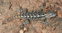 Sceloporus undulatus