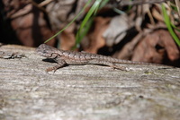 Sceloporus undulatus