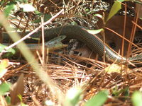 Ophisaurus ventralis