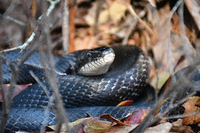 Pantherophis alleghaniensis-quadrivittatus