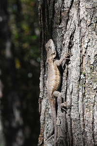 Sceloporus undulatus