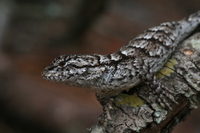 Sceloporus undulatus